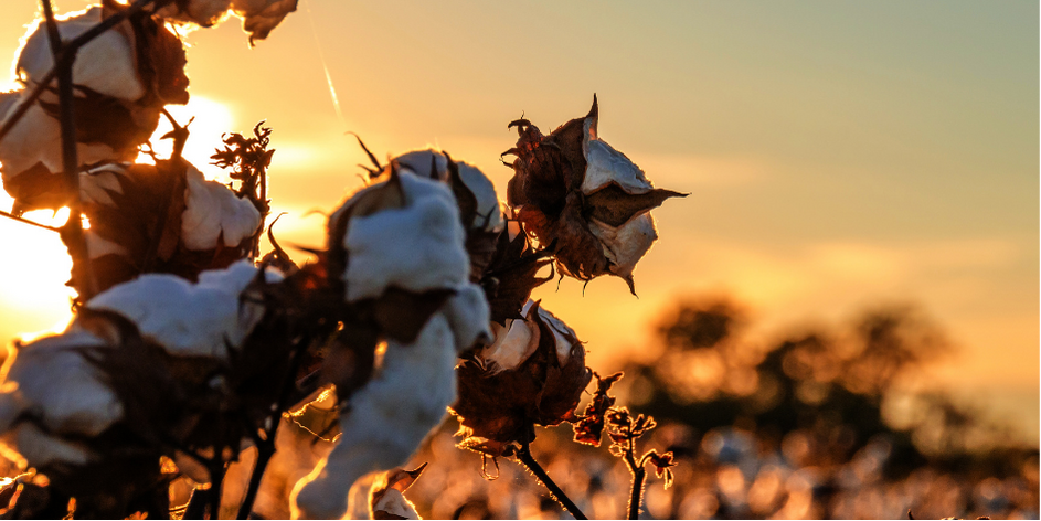 Cottonwood Collection