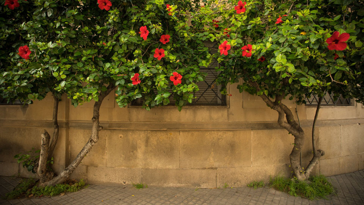 Flowering Vine Collection