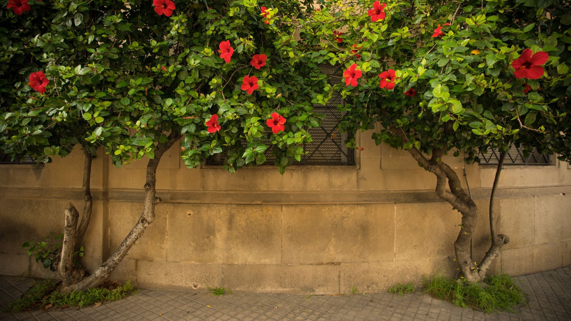 Flowering Vine Collection