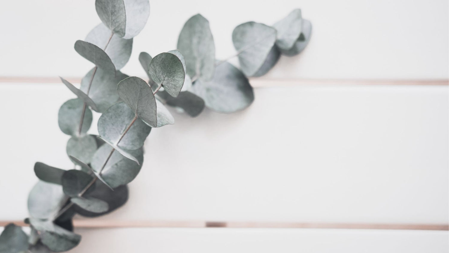 Eucalyptus and Spearmint Collection