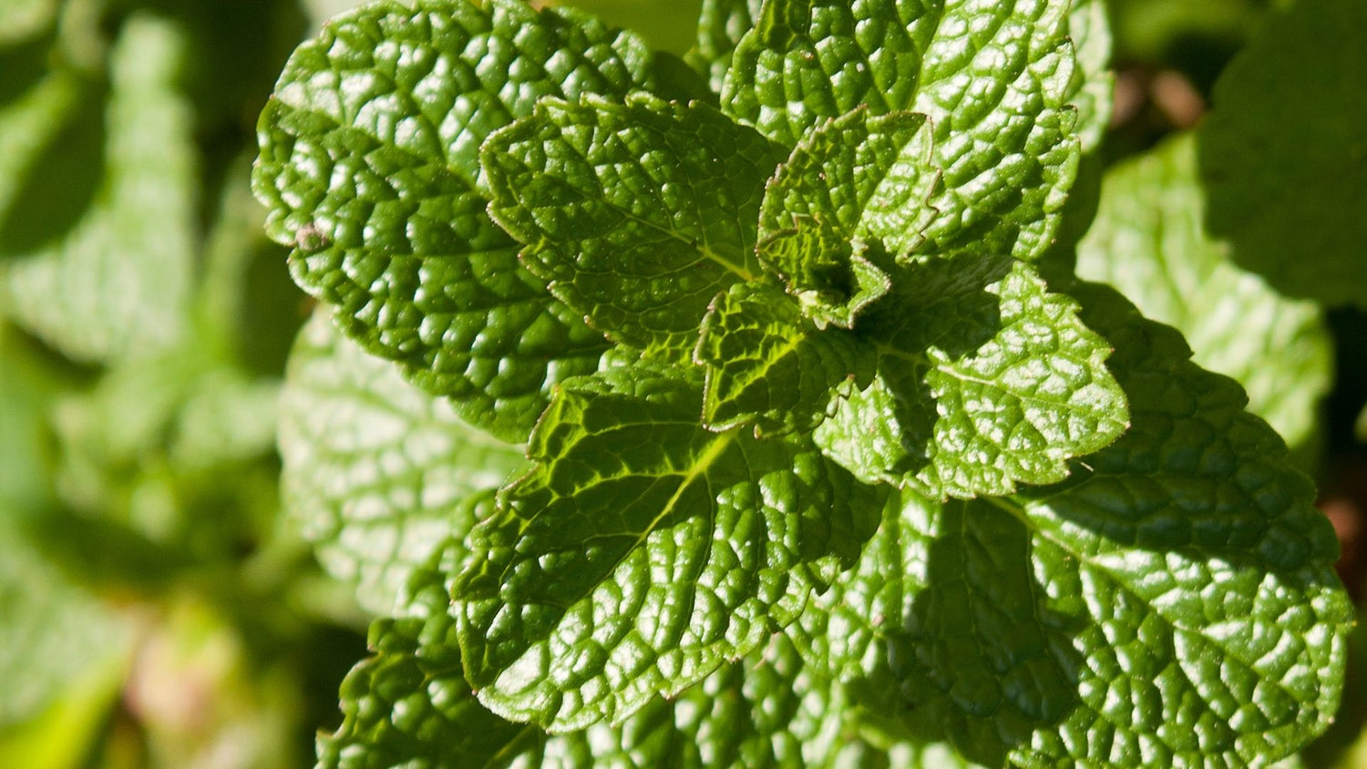 Wild Mint Collection