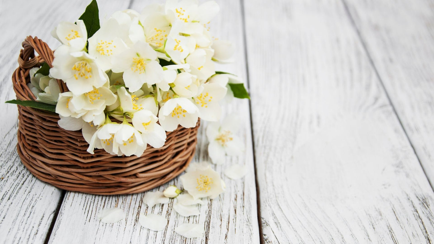 Cedarwood and Jasmine Collection